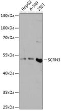 Western blot analysis of extracts of various cell lines, using SCRN3 antibody  at 1:3000 dilution.
Secondary antibody: HRP Goat Anti-Rabbit IgG   at 1:10000 dilution.
Lysates/proteins: 25ug per lane.
Blocking buffer: 3% nonfat dry milk in TBST.
Detection: ECL Basic Kit .
Exposure time: 30s.