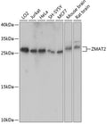 Western blot analysis of extracts of various cell lines, using ZMAT2 antibody  at 1:1000 dilution.
Secondary antibody: HRP Goat Anti-Rabbit IgG   at 1:10000 dilution.
Lysates/proteins: 25ug per lane.
Blocking buffer: 3% nonfat dry milk in TBST.
Detection: ECL Basic Kit .
Exposure time: 10s.