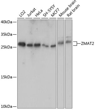 Western blot analysis of extracts of various cell lines, using ZMAT2 antibody  at 1:1000 dilution.
Secondary antibody: HRP Goat Anti-Rabbit IgG   at 1:10000 dilution.
Lysates/proteins: 25ug per lane.
Blocking buffer: 3% nonfat dry milk in TBST.
Detection: ECL Basic Kit .
Exposure time: 10s.