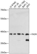 Western blot analysis of extracts of various cell lines, using FA2H antibody  at 1:3000 dilution.
Secondary antibody: HRP Goat Anti-Rabbit IgG   at 1:10000 dilution.
Lysates/proteins: 25ug per lane.
Blocking buffer: 3% nonfat dry milk in TBST.
Detection: ECL Enhanced Kit .
Exposure time: 10s.