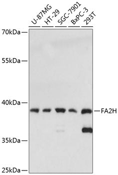 Western blot analysis of extracts of various cell lines, using FA2H antibody  at 1:3000 dilution.
Secondary antibody: HRP Goat Anti-Rabbit IgG   at 1:10000 dilution.
Lysates/proteins: 25ug per lane.
Blocking buffer: 3% nonfat dry milk in TBST.
Detection: ECL Enhanced Kit .
Exposure time: 10s.