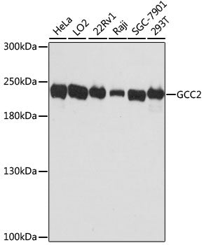Western blot analysis of extracts of various cell lines, using GCC2 antibody  at 1:3000 dilution.
Secondary antibody: HRP Goat Anti-Rabbit IgG   at 1:10000 dilution.
Lysates/proteins: 25ug per lane.
Blocking buffer: 3% nonfat dry milk in TBST.
Detection: ECL Basic Kit .
Exposure time: 90s.