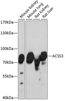 ACSS3 polyclonal antibody - Figure 1 of 1