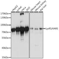 LysRS/KARS polyclonal antibody - Figure 1 of 1