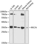 Western blot analysis of extracts of various cell lines, using RPL7A antibody  at 1:3000 dilution.
Secondary antibody: HRP Goat Anti-Rabbit IgG   at 1:10000 dilution.
Lysates/proteins: 25ug per lane.
Blocking buffer: 3% nonfat dry milk in TBST.
Detection: ECL Basic Kit .
Exposure time: 60s.