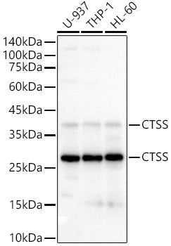 Western blot analysis of extracts of various cell lines, using CTSS antibody  at 1:500 dilution.
Secondary antibody: HRP Goat Anti-Rabbit IgG   at 1:10000 dilution.
Lysates/proteins: 25ug per lane.
Blocking buffer: 3% nonfat dry milk in TBST.
Detection: ECL Basic Kit .
Exposure time: 30s.