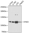 Western blot analysis of extracts of various cell lines, using SYNE3 antibody  at 1:3000 dilution.
Secondary antibody: HRP Goat Anti-Rabbit IgG   at 1:10000 dilution.
Lysates/proteins: 25ug per lane.
Blocking buffer: 3% nonfat dry milk in TBST.
Detection: ECL Basic Kit .
Exposure time: 90s.