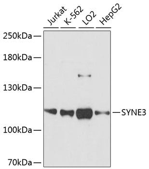 Western blot analysis of extracts of various cell lines, using SYNE3 antibody  at 1:3000 dilution.
Secondary antibody: HRP Goat Anti-Rabbit IgG   at 1:10000 dilution.
Lysates/proteins: 25ug per lane.
Blocking buffer: 3% nonfat dry milk in TBST.
Detection: ECL Basic Kit .
Exposure time: 90s.