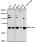 CARD19 polyclonal antibody - Figure 1 of 1