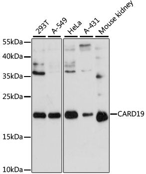 CARD19 polyclonal antibody - Figure 1 of 1