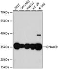 Western blot analysis of extracts of various cell lines, using DNAJC9 antibody  at 1:3000 dilution.
Secondary antibody: HRP Goat Anti-Rabbit IgG   at 1:10000 dilution.
Lysates/proteins: 25ug per lane.
Blocking buffer: 3% nonfat dry milk in TBST.
Detection: ECL Basic Kit .
Exposure time: 90s.