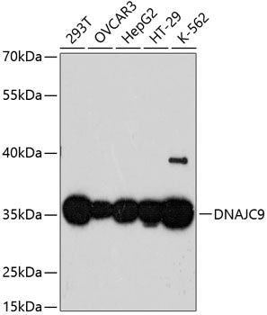 Western blot analysis of extracts of various cell lines, using DNAJC9 antibody  at 1:3000 dilution.
Secondary antibody: HRP Goat Anti-Rabbit IgG   at 1:10000 dilution.
Lysates/proteins: 25ug per lane.
Blocking buffer: 3% nonfat dry milk in TBST.
Detection: ECL Basic Kit .
Exposure time: 90s.