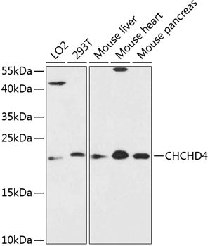 Western blot analysis of extracts of various cell lines, using CHCHD4 antibody  at 1:3000 dilution.
Secondary antibody: HRP Goat Anti-Rabbit IgG   at 1:10000 dilution.
Lysates/proteins: 25ug per lane.
Blocking buffer: 3% nonfat dry milk in TBST.
Detection: ECL Enhanced Kit .
Exposure time: 90s.