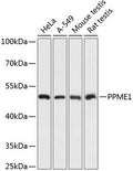 Western blot analysis of extracts of various cell lines, using PPME1 antibody  at 1:3000 dilution.
Secondary antibody: HRP Goat Anti-Rabbit IgG   at 1:10000 dilution.
Lysates/proteins: 25ug per lane.
Blocking buffer: 3% nonfat dry milk in TBST.
Detection: ECL Basic Kit .
Exposure time: 1s.