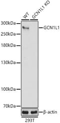 Western blot analysis of extracts from wild type and GCN1L1 knockout  293T cells, using GCN1L1 antibody  at 1:3000 dilution.
Secondary antibody: HRP Goat Anti-Rabbit IgG   at 1:10000 dilution.
Lysates/proteins: 25ug per lane.
Blocking buffer: 3% nonfat dry milk in TBST.
Detection: ECL Basic Kit .
Exposure time: 30s.