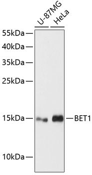 Western blot analysis of extracts of various cell lines, using BET1 antibody  at 1:3000 dilution.
Secondary antibody: HRP Goat Anti-Rabbit IgG   at 1:10000 dilution.
Lysates/proteins: 25ug per lane.
Blocking buffer: 3% nonfat dry milk in TBST.
Detection: ECL Basic Kit .
Exposure time: 90s.