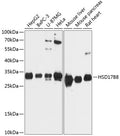 Western blot analysis of extracts of various cell lines, using HSD17B8 Antibody  at 1:3000 dilution.
Secondary antibody…