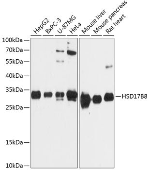 Western blot analysis of extracts of various cell lines, using HSD17B8 Antibody  at 1:3000 dilution.
Secondary antibody…
