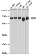 Western blot analysis of extracts of various cell lines, using EHD2 antibody  at 1:3000 dilution.
Secondary antibody: HRP Goat Anti-Rabbit IgG   at 1:10000 dilution.
Lysates/proteins: 25ug per lane.
Blocking buffer: 3% nonfat dry milk in TBST.
Detection: ECL Basic Kit .
Exposure time: 1s.
