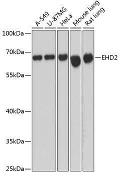 Western blot analysis of extracts of various cell lines, using EHD2 antibody  at 1:3000 dilution.
Secondary antibody: HRP Goat Anti-Rabbit IgG   at 1:10000 dilution.
Lysates/proteins: 25ug per lane.
Blocking buffer: 3% nonfat dry milk in TBST.
Detection: ECL Basic Kit .
Exposure time: 1s.