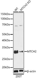 Western blot analysis of extracts from wild type and MTCH2 knockout  HeLa cells, using MTCH2 antibody  at 1:1000 dilution.
Secondary antibody: HRP Goat Anti-Rabbit IgG   at 1:10000 dilution.
Lysates/proteins: 25ug per lane.
Blocking buffer: 3% nonfat dry milk in TBST.
Detection: ECL Basic Kit .
Exposure time: 3s.