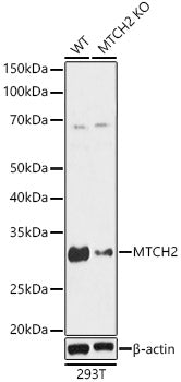 Western blot analysis of extracts from wild type and MTCH2 knockout  HeLa cells, using MTCH2 antibody  at 1:1000 dilution.
Secondary antibody: HRP Goat Anti-Rabbit IgG   at 1:10000 dilution.
Lysates/proteins: 25ug per lane.
Blocking buffer: 3% nonfat dry milk in TBST.
Detection: ECL Basic Kit .
Exposure time: 3s.