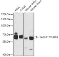 Western blot analysis of extracts of various cell lines, using CoREST/CoREST/RCOR1 antibody  at 1:3000 dilution.
Secondary antibody: HRP Goat Anti-Rabbit IgG   at 1:10000 dilution.
Lysates/proteins: 25ug per lane.
Blocking buffer: 3% nonfat dry milk in TBST.
Detection: ECL Basic Kit .
Exposure time: 30s.