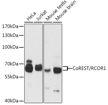 Western blot analysis of extracts of various cell lines, using CoREST/CoREST/RCOR1 antibody  at 1:3000 dilution.
Secondary antibody: HRP Goat Anti-Rabbit IgG   at 1:10000 dilution.
Lysates/proteins: 25ug per lane.
Blocking buffer: 3% nonfat dry milk in TBST.
Detection: ECL Basic Kit .
Exposure time: 30s.