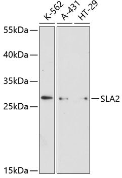 Western blot analysis of extracts of various cell lines, using SLA2 antibody  at 1:3000 dilution.
Secondary antibody: HRP Goat Anti-Rabbit IgG   at 1:10000 dilution.
Lysates/proteins: 25ug per lane.
Blocking buffer: 3% nonfat dry milk in TBST.
Detection: ECL Enhanced Kit .
Exposure time: 90s.
