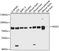 Western blot analysis of extracts of various cell lines, using MOGS antibody  at 1:3000 dilution.
Secondary antibody: HRP Goat Anti-Rabbit IgG   at 1:10000 dilution.
Lysates/proteins: 25ug per lane.
Blocking buffer: 3% nonfat dry milk in TBST.
Detection: ECL Basic Kit .
Exposure time: 90s.