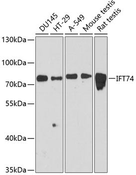 Western blot analysis of extracts of various cell lines, using IFT74 antibody  at 1:3000 dilution.
Secondary antibody: HRP Goat Anti-Rabbit IgG   at 1:10000 dilution.
Lysates/proteins: 25ug per lane.
Blocking buffer: 3% nonfat dry milk in TBST.
Detection: ECL Basic Kit .
Exposure time: 90s.