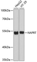 Western blot analysis of extracts of various cell lines, using NAPRT Antibody  at 1:3000 dilution.
Secondary antibody: HRP Goat Anti-Rabbit IgG   at 1:10000 dilution.
Lysates/proteins: 25ug per lane.
Blocking buffer: 3% nonfat dry milk in TBST.
Detection: ECL Basic Kit .
Exposure time: 30s.