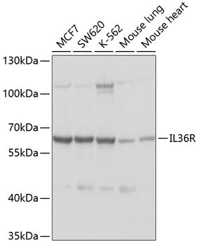 Western blot analysis of extracts of various cell lines, using IL1RL2 antibody  at 1:1000 dilution.
Secondary antibody: HRP Goat Anti-Rabbit IgG   at 1:10000 dilution.
Lysates/proteins: 25ug per lane.
Blocking buffer: 3% nonfat dry milk in TBST.
Detection: ECL Basic Kit .
Exposure time: 15s.
