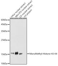 Western blot analysis of extracts of various cell lines, using MonoMethyl-Histone H3-K4  antibody  at 1:1000 dilution.
Secondary antibody: HRP Goat Anti-Rabbit IgG   at 1:10000 dilution.
Lysates/proteins: 25ug per lane.
Blocking buffer: 3% nonfat dry milk in TBST.
Detection: ECL Basic Kit .
Exposure time: 5s.