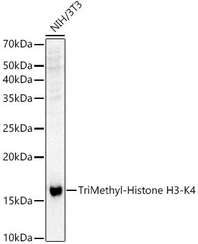 Western blot analysis of extracts of NIH/3T3 cells, using TriMethyl-Histone H3-K4 antibody  at  1:500 dilution.
Secondary antibody: HRP Goat Anti-Rabbit IgG   at 1:10000 dilution.
Lysates/proteins: 25ug per lane.
Blocking buffer: 3% nonfat dry milk in TBST.
Detection: ECL Basic Kit .
Exposure time: 30s.