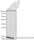 Western blot analysis of extracts of various cell lines, using MonoMethyl-Histone H3-K9 antibody  at 1:1000 dilution.
Secondary antibody: HRP Goat Anti-Rabbit IgG   at 1:10000 dilution.
Lysates/proteins: 25ug per lane.
Blocking buffer: 3% nonfat dry milk in TBST.
Detection: ECL Basic Kit .
Exposure time: 5s.