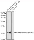 Western blot analysis of extracts of various cell lines, using MonoMethyl-Histone H3-K27  antibody  at 1:1000 dilution.
Secondary antibody: HRP Goat Anti-Rabbit IgG   at 1:10000 dilution.
Lysates/proteins: 25ug per lane.
Blocking buffer: 3% nonfat dry milk in TBST.
Detection: ECL Enhanced Kit .
Exposure time: 180s.
