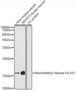 Western blot analysis of extracts of various cell lines, using MonoMethyl-Histone H3-K27  antibody  at 1:1000 dilution.
Secondary antibody: HRP Goat Anti-Rabbit IgG   at 1:10000 dilution.
Lysates/proteins: 25ug per lane.
Blocking buffer: 3% nonfat dry milk in TBST.
Detection: ECL Enhanced Kit .
Exposure time: 180s.