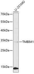 TMBIM1 polyclonal antibody – Figure 1 of 2
