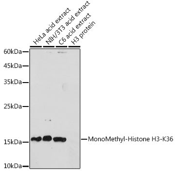 Western blot analysis of extracts of various cell lines, using MonoMethyl-Histone H3-K36 antibody  at 1:1000 dilution.
Secondary antibody: HRP Goat Anti-Rabbit IgG   at 1:10000 dilution.
Lysates/proteins: 25ug per lane.
Blocking buffer: 3% nonfat dry milk in TBST.
Detection: ECL Basic Kit .
Exposure time: 180s.