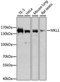 MKL1 polyclonal antibody – Figure 1 of 3