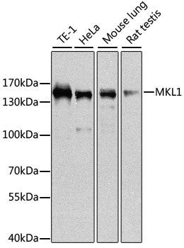 MKL1 polyclonal antibody – Figure 1 of 3