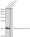 Western blot analysis of extracts of various cell lines, using MonoMethyl-Histone H3-K79 antibody  at 1:1000 dilution.
Secondary antibody: HRP Goat Anti-Rabbit IgG   at 1:10000 dilution.
Lysates/proteins: 25ug per lane.
Blocking buffer: 3% nonfat dry milk in TBST.
Detection: ECL Basic Kit .
Exposure time: 300s.