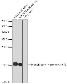Western blot analysis of extracts of various cell lines, using MonoMethyl-Histone H3-K79 antibody  at 1:1000 dilution.
Secondary antibody: HRP Goat Anti-Rabbit IgG   at 1:10000 dilution.
Lysates/proteins: 25ug per lane.
Blocking buffer: 3% nonfat dry milk in TBST.
Detection: ECL Basic Kit .
Exposure time: 300s.