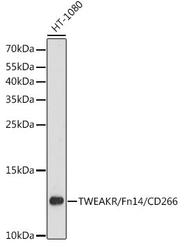 Western blot analysis of extracts of HT-1080 cells, using TWEAKR/Fn14/CD266 antibody  at 1:3000 dilution.
Secondary…