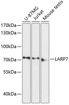 Western blot analysis of extracts of various cell lines, using LARP7 antibody  at 1:3000 dilution.
Secondary antibody: HRP Goat Anti-Rabbit IgG   at 1:10000 dilution.
Lysates/proteins: 25ug per lane.
Blocking buffer: 3% nonfat dry milk in TBST.
Detection: ECL Basic Kit .
Exposure time: 90s.