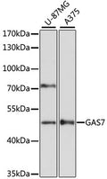 Western blot analysis of extracts of various cell lines, using GAS7 antibody  at 1:3000 dilution.
Secondary antibody: HRP Goat Anti-Rabbit IgG   at 1:10000 dilution.
Lysates/proteins: 25ug per lane.
Blocking buffer: 3% nonfat dry milk in TBST.
Detection: ECL Basic Kit .
Exposure time: 90s.