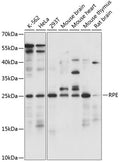 Western blot analysis of extracts of various cell lines, using RPE antibody  at 1:1000 dilution.
Secondary antibody: HRP Goat Anti-Rabbit IgG   at 1:10000 dilution.
Lysates/proteins: 25ug per lane.
Blocking buffer: 3% nonfat dry milk in TBST.
Detection: ECL Basic Kit .
Exposure time: 5s.
