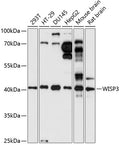 Western blot analysis of extracts of various cell lines, using WISP3 antibody  at 1:1000 dilution.
Secondary antibody: HRP Goat Anti-Rabbit IgG   at 1:10000 dilution.
Lysates/proteins: 25ug per lane.
Blocking buffer: 3% nonfat dry milk in TBST.
Detection: ECL Basic Kit .
Exposure time: 30s.