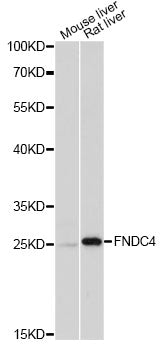 Western blot analysis of extracts of various cell lines, using FNDC4 antibody.